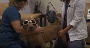 Thumbnail of Peggy Adams veterinary recruitment video