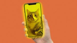 Graphic showing a person videochatting with a cat on a cellphone