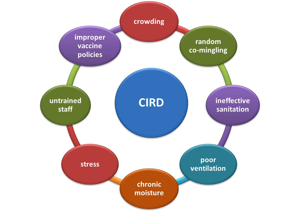 Risk factors for CIRD include crowding, random co-housing of dogs, ineffective sanitation, poor ventilation chronic moisture, stress, untrained staff, and improper vaccination practices