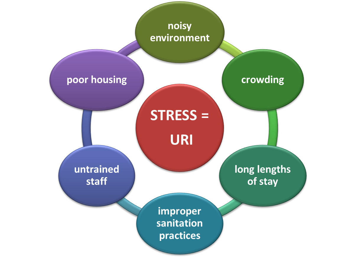 Risk factors for Feline URI center around stress and include a noisy environment, crowding, long lengths of stay, improper sanitation practices, untrained staff, and poor housing