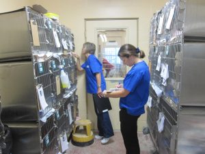 Vet techs performing Daily Medical Rounds in the cat ward