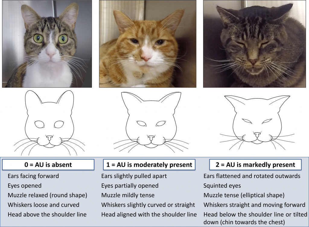 Cat face and head pictures that illustrate the Feline Grimace Scale pain scoring based on ear position, eye squinting or closure, muzzle tension, whisker position, and head position.