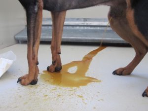 Orange-red urine in the dog’s cage