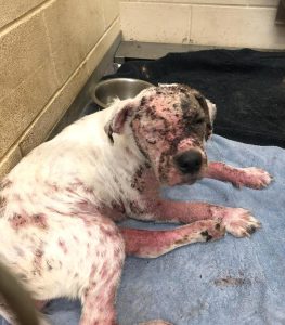 Dog with severe alopecia, red inflamed skin, scales, and crusts due to Demodex mange mite infection.