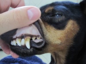 The dog has white gums