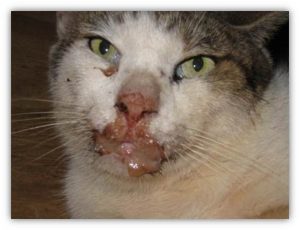 Brownish, milky discharge from right eye and nose of an adult cat