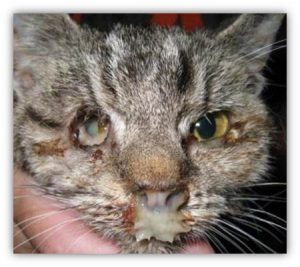 Yellowish, milky and thick discharge from the nose and right eye of an adult cat
