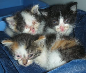 A litter of 3 kittens with a mix of clear to milky ocular and nasal discharge, 1 has crusty eyes
