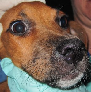 Dog with milky, yellow-green nasal discharge