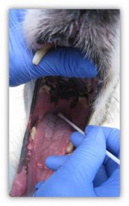 Pharyngeal swabbing with the tip of the swab advanced beyond the back of the tongue to the caudal pharyngeal wall of a dog