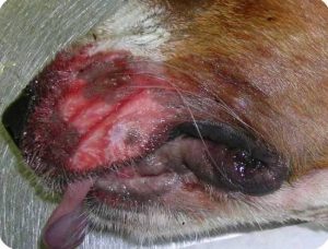 Dog muzzle with hemorrhage from the nose and mouth