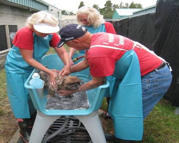 Another group of volunteers bathing another shelter dog