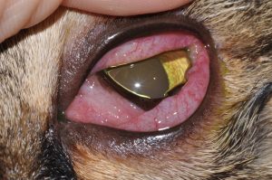 Conjunctiva is swollen and protruding around the entire eye