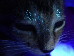 Wood’s lamp exam revealed several distinct fluorescent hairs on the face above the eyes of a cat in the early phase of M. canis infection