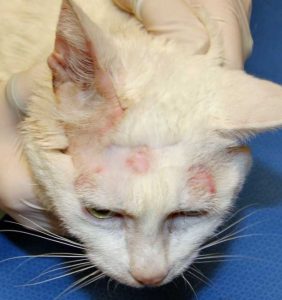 White kitten with 3 separate circular areas of alopecia with red skin in the center located on the head above the eyes
