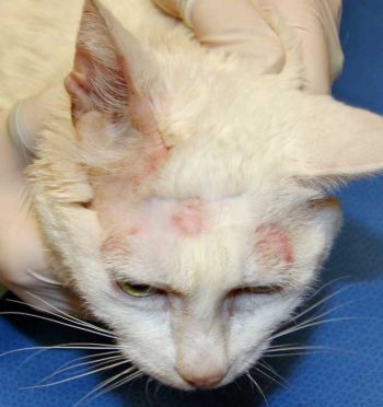 Ringworm Clinical Features – Shelter Animal Physical Health