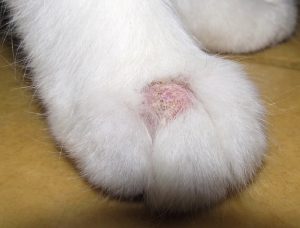 White kitten with a large curcular area of alopecia with a pink scaly center located on top of the right front foot