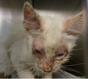 Kitten with alopecia around eyes and on muzzle due to M canis infection and yellow-brown discharges from the eys and nose from URI
