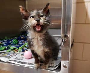 Young kitten with ringworm lesions on face, ears, and feet that is meowing while sitting in her cage.