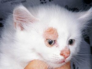 White kitten with a large circular area of alopecia with red skin in the center located around the right eye and a smaller similar lesion on top of the nose.