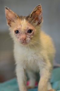 Kitten with alopecia and crusting around eyes and on muzzle due to M canis infection