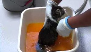 Ringworm kitten sitting in a tub while lime sulfur dip is sprayed on the coat