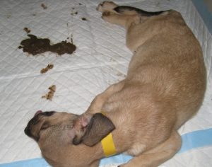 Parvovirus-infected tan puppy lying on its side next to several piles of brown diarrhea