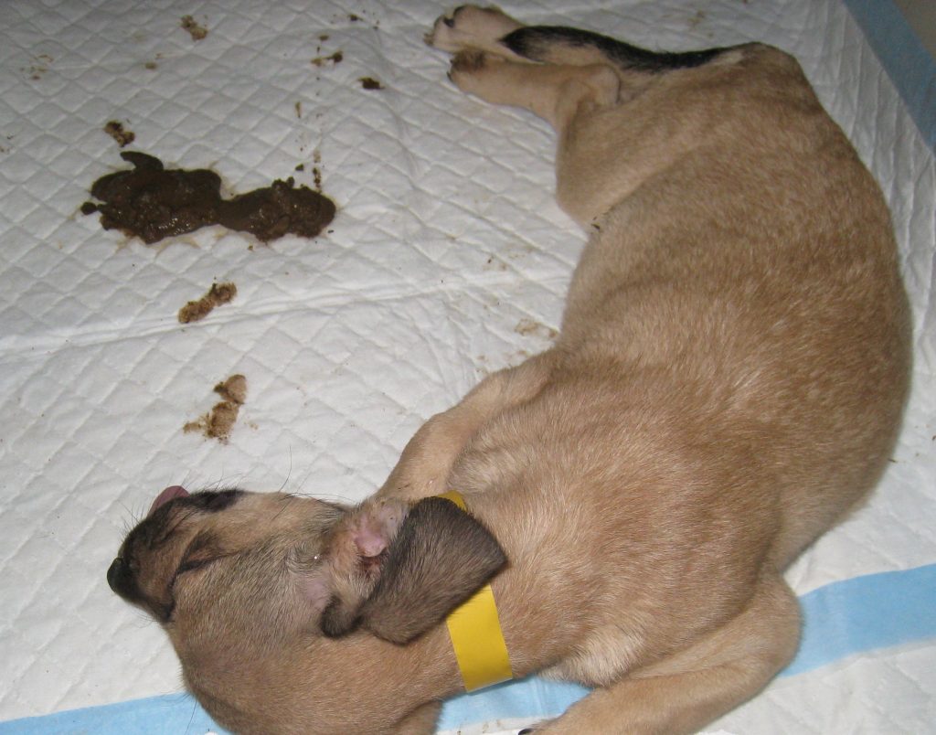 Parvovirus-infected tan puppy lying on its side next to several piles of brown diarrhea