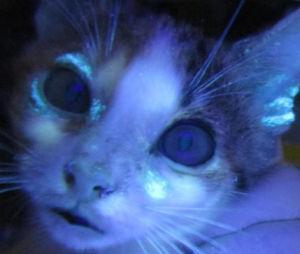Fluorescent hairs under the left eye, around the right eye, and along the edge of the left ear