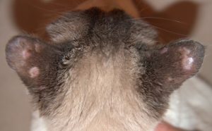 Kitten with multiple circular areas of alopecia with pink skin in the centers located on the back of both ears.
