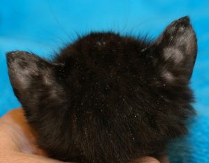 Black kitten with multiple circular areas of alopecia with grey skin in the centers located on the back of both ears. The kitten also has very flakey skin on the head and neck.