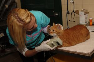 Veterinary technician examining an orange cat with a Wood’s lamp