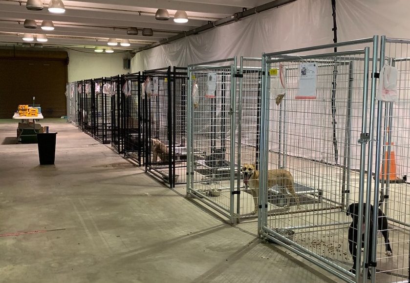 Eight 6-foot tall, open top kennels set up in a warehouse style building. Each kennel contains a dog, a raised dog bed, and food/water bowls. The dogs’ identification records are attached to the kennels.