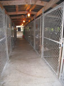 The inside of the boarding kennel building with two rows of around 8 chain link runs on a cement floor. The rows face each other and are separated by a walkway.