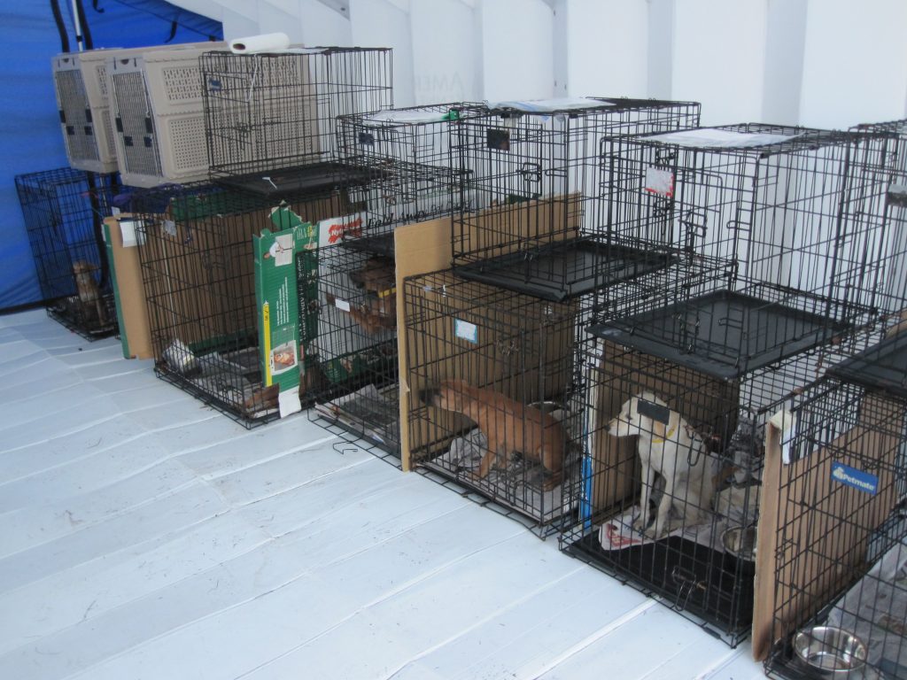 A row of wire crates housing 6 dogs on the bottom and empty crates stacked on top.