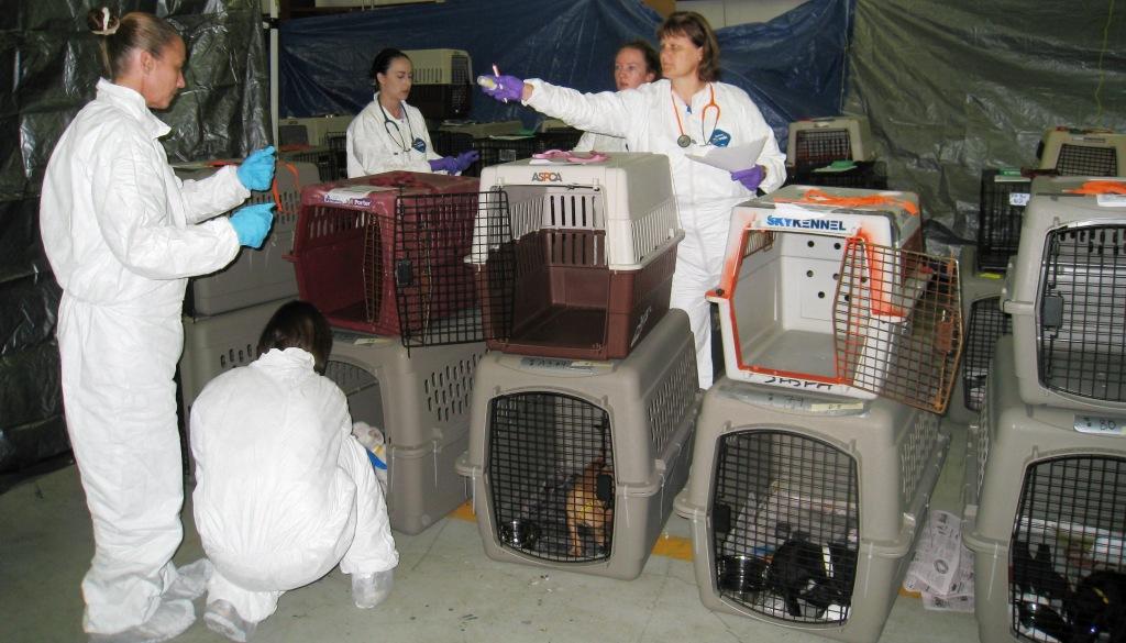 A team of 5 shelter staff and vet techs dressed in white Tyvek suits and shoe covers are assessing and medicating pups in crates in the warehouse.