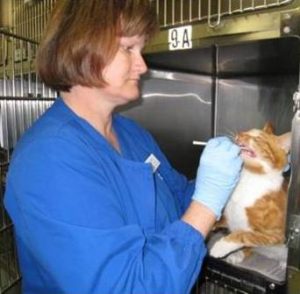 Shelter vet tech in PPE (smock and gloves) collecting swabs from the oropharyngeal cavity of a cat with respiratory infection.