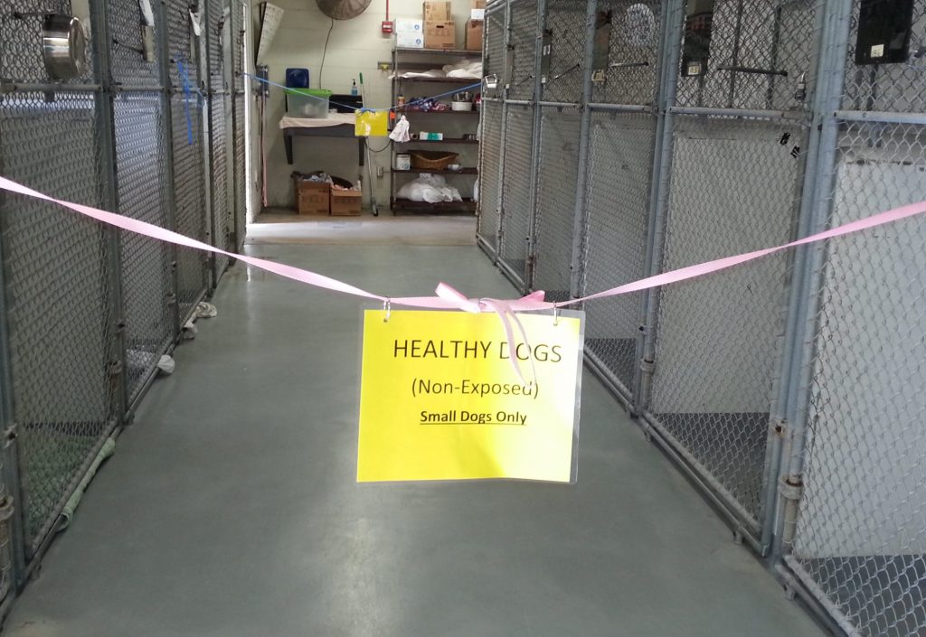 Yellow sign on a ribbon strung across the entrance into a kennel with single-sided runs. The sign reads “HEALTHY DOGS (Non-Exposed) – Small Dogs Only”