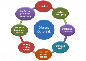 Risk factors for disease outbreaks in shelters include ineffective population management strategies leading to crowding, random co-housing of animals, and ineffective sanitation, untrained staff, no daily medical rounds to spot sick animals, and failure to isolate sick animals.