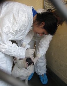 Two shelter vet techs in PPE covering the entire body while collecting swabs from a dog with respiratory infection.