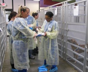 Five shelter staff members dressed in yellow gowns, donning gloves and blue shoe covers as they stand between two rows of runs. The gowns do not cover the lower leg and the shoe covers seen do not protect the top of the shoe.