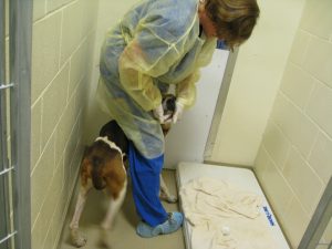 Shelter staffer wearing a knee-length yellow gown and blue shoe covers with laces exposed while handling a dog with a contagious respiratory infection. The dog is between her legs and contacting the exposed areas of her lower leg.