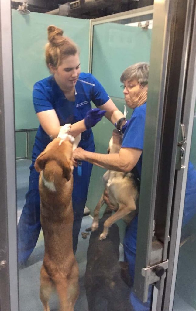 Two female veterinarians collecting swabs from 3 dogs co-housed together. One dog is jumping up on the vet holding the swab as the other attempts to push it down while balancing the restrained dog on 2 legs.