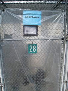 Large sheet of plastic covering the door of a run containing a sick dog