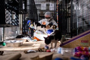 A staff member (wearing a white, ASPCA Tyvek suit, purple gloves, orange shoe covers, goggles, and a mask with filtration) plays with 5 cats in a large walk-in kennel created with wire panels.