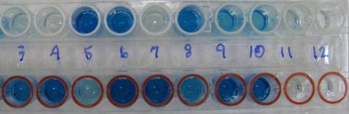 : TiterChek tray labelled 3-12 with top and bottom rows. Top 3, 4, 7, 11, 12 and Bottom 11 and 12 are all clear or faint blue and the remaining 13 wells are darker blue