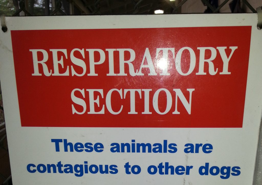 Sign posted at entrance to the isolation ward for dogs with respiratory infections. The sign reads “Respiratory Section  These animals are contagious to other dogs”