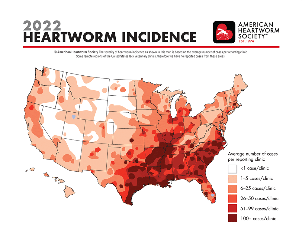 Heartworms cure outlet