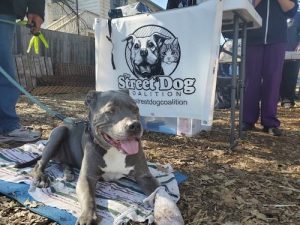 Pitbull type dog laying outside on a blanket in front of a sign for Street Dog Coalition.