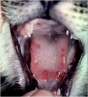 Mouth ulcer cat treatment best sale